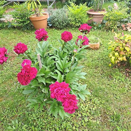 Apartmani Donna 波雷奇 外观 照片