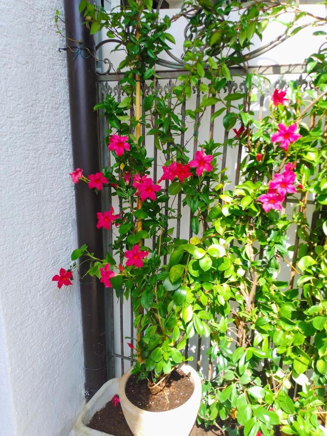 Apartmani Donna 波雷奇 外观 照片