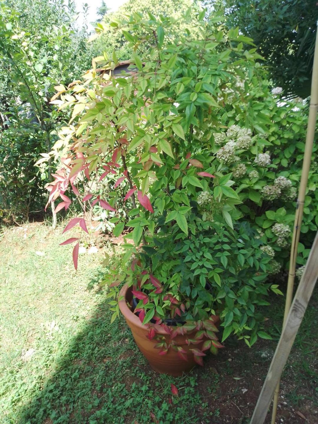 Apartmani Donna 波雷奇 外观 照片