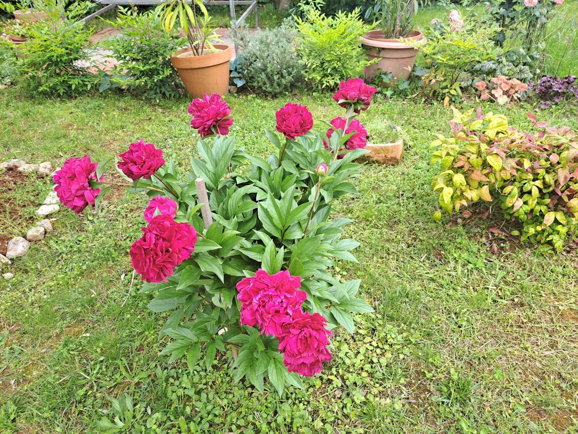 Apartmani Donna 波雷奇 外观 照片
